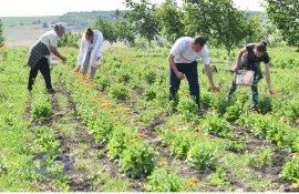 afaceri, fermeiri agricultură - AgroExpert.md
