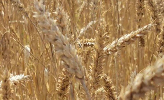 Секреты чемпион мира по урожайности пшеницы - agroexpert.md   