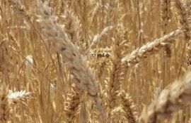 Секреты чемпион мира по урожайности пшеницы - agroexpert.md   