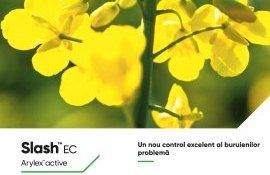 SLASH™ EC – Erbicidul nr. 1 din cultura de rapiță - agroexpert.md 
