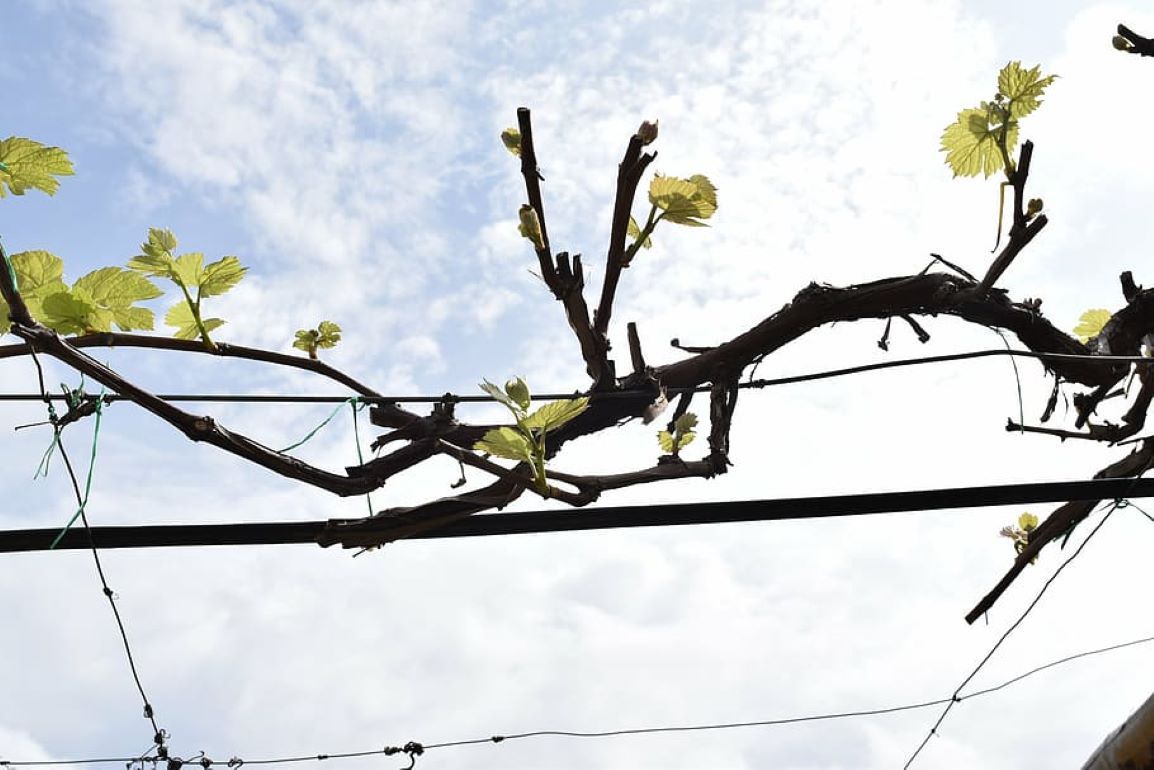 Защита винограда от весенних заморозков - agroexpert.md