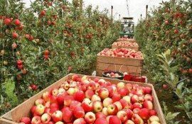 Польские садоводы ждут помощи от Евросоюза - agroexpert.md