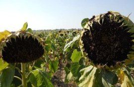 Оптимизация фунгицидной защиты подсолнечника - agroexpert.md   