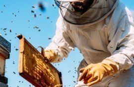 apicultori - agroexpert.md