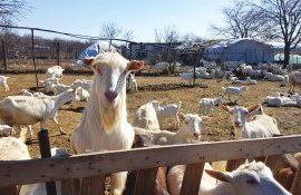 capra fermieri creștere - AgroExpert.md