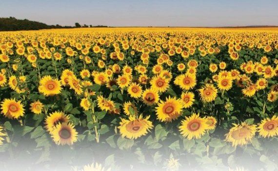 Floarea Soarelui: Цена на подсолнечник будет стимулирующей - agroexpert.md