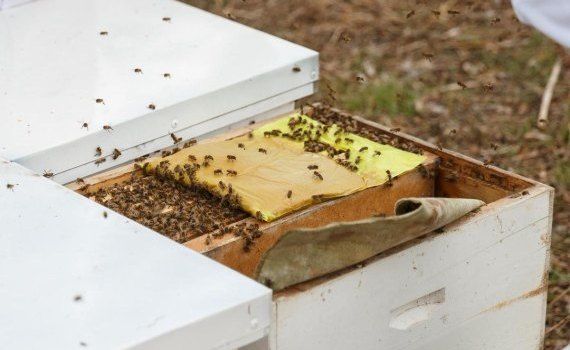 turte pentru albine - agroexpert.md