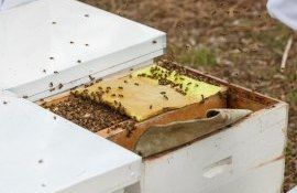 turte pentru albine - agroexpert.md