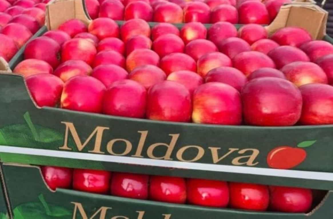 Экспорт молдавских яблок урожая-2022 менее 120 тыс. тонн - agroexpert.md