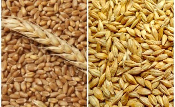 Ухудшен прогноз урожая пшеницы и ячменя в ЕС - agroexpert.md  