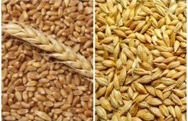 Ухудшен прогноз урожая пшеницы и ячменя в ЕС - agroexpert.md  