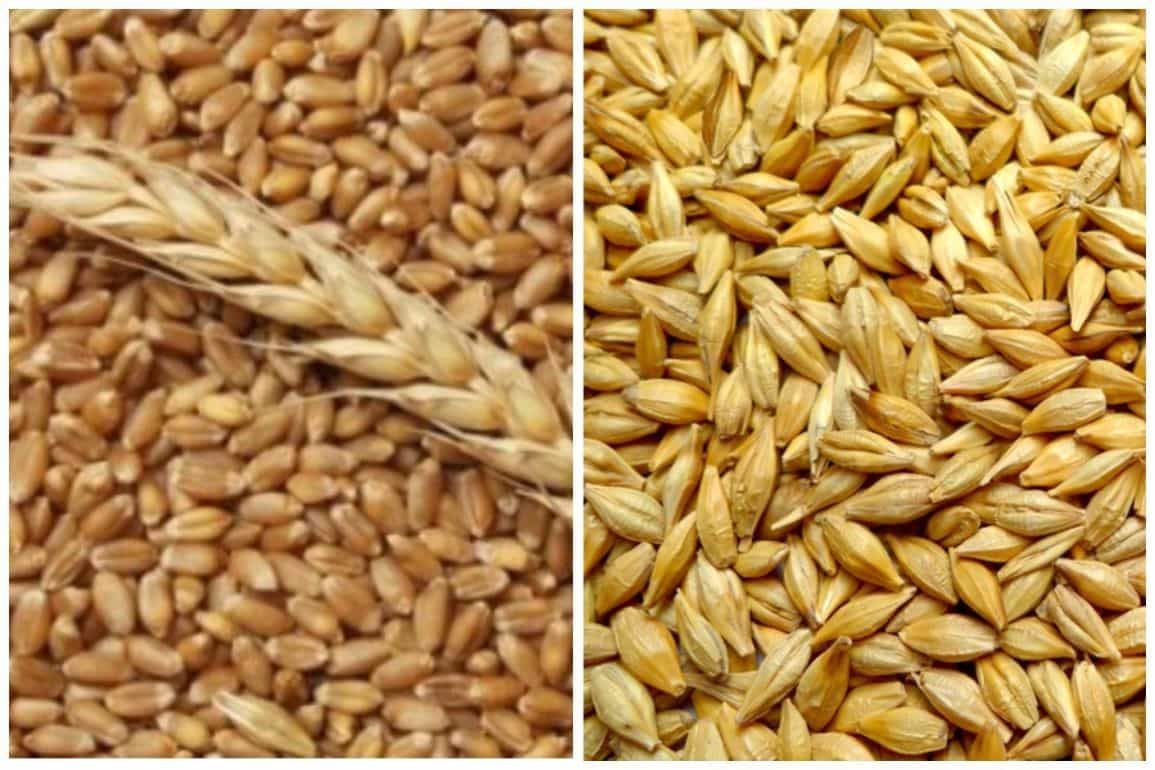 Ухудшен прогноз урожая пшеницы и ячменя в ЕС - agroexpert.md  