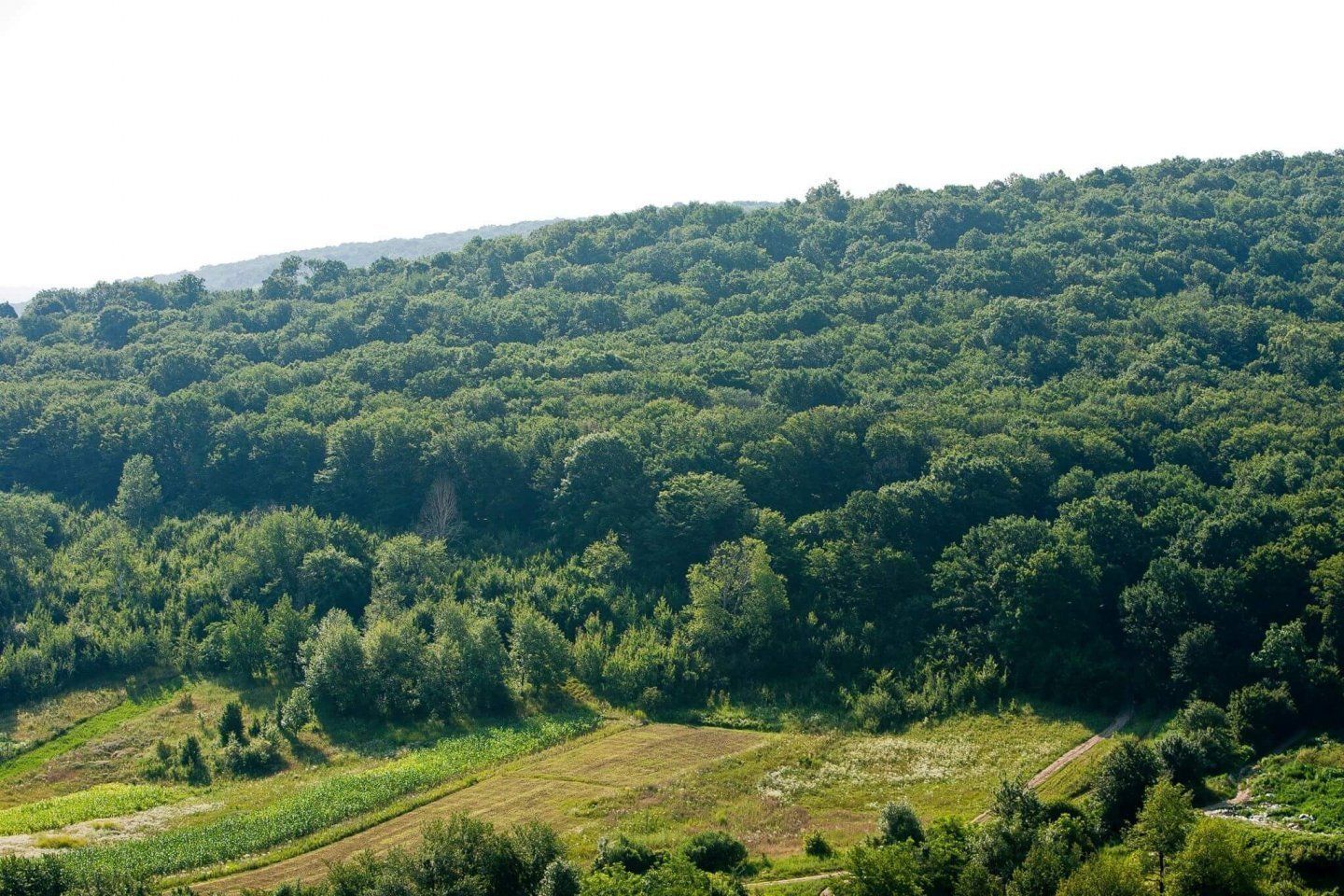 păduri Moldova pondere - AgroExpert.md