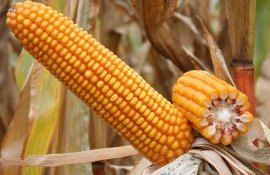 semințe porumb fermieri - AgroExpert.md
