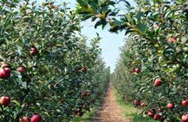 Яблоко в мешке: великий китайский прием - agroexpert.md