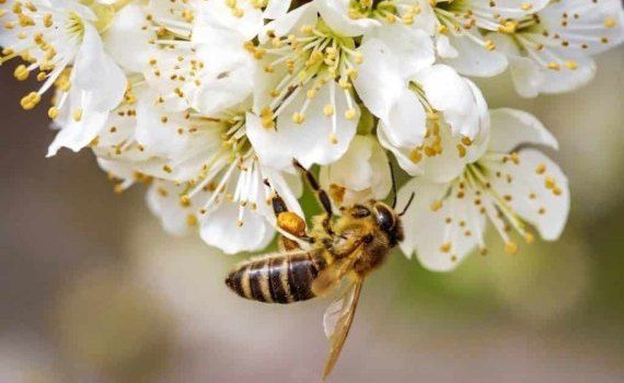 Пестициды не являются главной причиной смерти пчел - agroexpert.md
