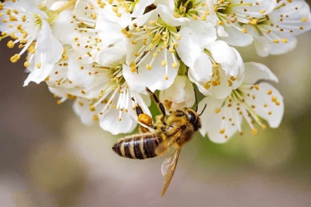 Пестициды не являются главной причиной смерти пчел - agroexpert.md