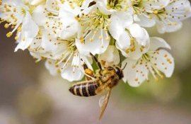Пестициды не являются главной причиной смерти пчел - agroexpert.md