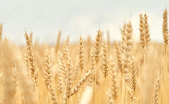 Преимущество гибридной пшеницы по сравнению с сортовой - agroexpert.md