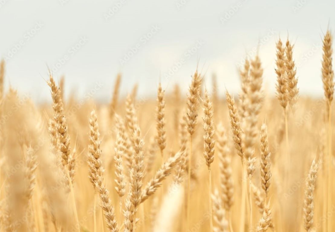 Преимущество гибридной пшеницы по сравнению с сортовой - agroexpert.md