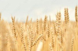 Преимущество гибридной пшеницы по сравнению с сортовой - agroexpert.md
