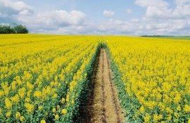 Нужно ли вносить весной дополнительный калий озимому рапсу - agroexpert.md