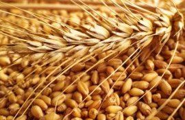 Польша попросила ЕС помочь освободить хранилища от украинского зерна - agroexpert.md