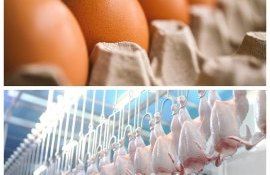 export - agroexpert.md