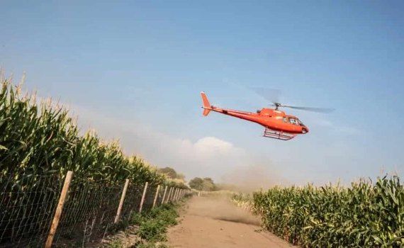 KWS используют вертолёты для испытаний кукурузы на полегание - agroexpert.md