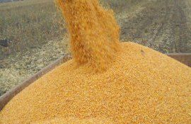 Бразильский экспорт кукурузы может сократиться из-за зерновой сделки - agroexpert.md
