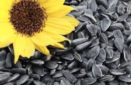 В Европе цены на подсолнечник снизились на 50 Дол/т - agroexpert.md