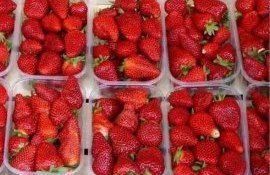 В Молдове продажа клубники началась с прошлогодних цен - agroexpert.md