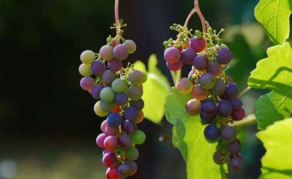Одомашнивание винограда произошло примерно примерно 11 000 лет назад - agroexpert.md