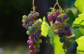 Одомашнивание винограда произошло примерно примерно 11 000 лет назад - agroexpert.md