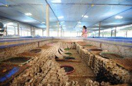 ferme UE animale - AgroExprt.md