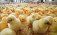 Чешские учёные предложили две полезные добавки для цыплят - agroexpert.md