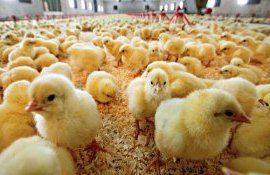 Чешские учёные предложили две полезные добавки для цыплят - agroexpert.md