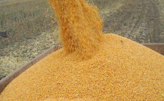 В морских портах Украины тенденция снижения цен на кукурузу - agroexpert.md