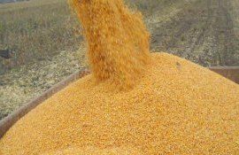В морских портах Украины тенденция снижения цен на кукурузу - agroexpert.md