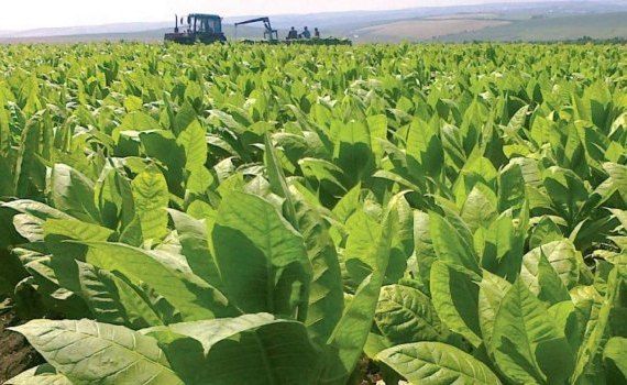 Планы по возрождению молдавского табаководства - agroexpert.md
