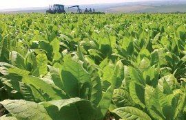 Планы по возрождению молдавского табаководства - agroexpert.md