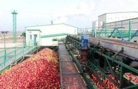 Предварительные итоги сезона переработки яблока в РМ: все не так плохо, как может показаться