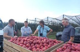 moldova fructe - agroexpert.md