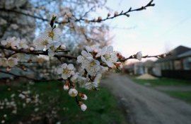 В Молдове прогнозируют заморозки, жители боятся за урожай - agroexpert.md