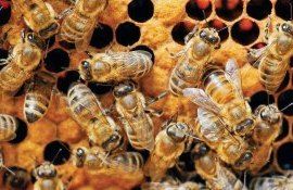 Tratamentul anti-varroa primăvara - recomandările expertului