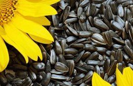 seminte de floarea soarelui - agroexpert.md