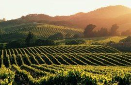podgorii înregistrare viticultori - AgroExpert.md