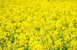 Трихомалус для защиты рапса от долгоносика - agroexpert.md
