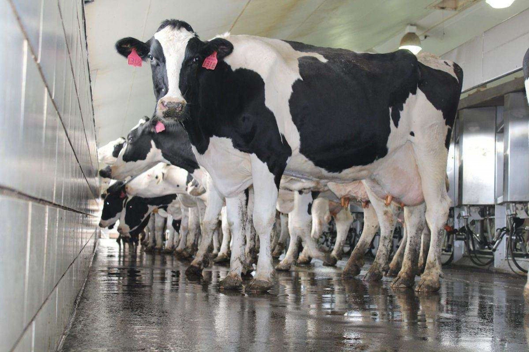 lapte ferme producție - AgroExpert.md