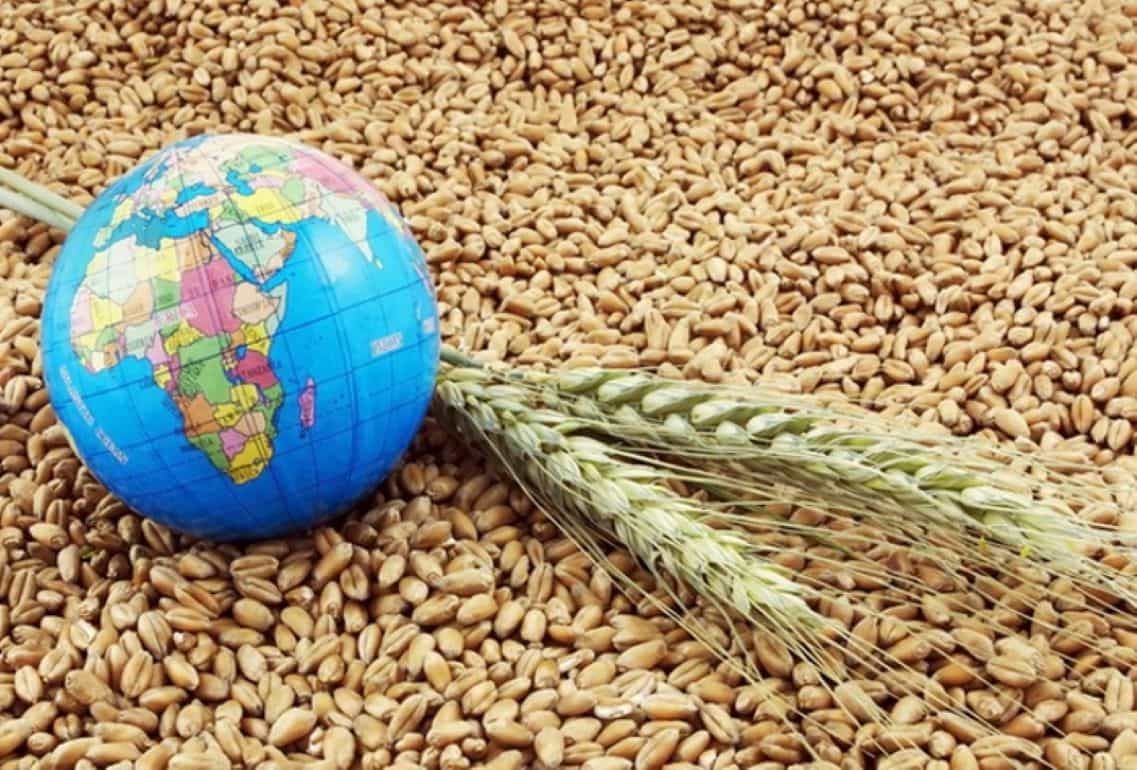 Биржевые цены на зерно растут - agroexpert.md
